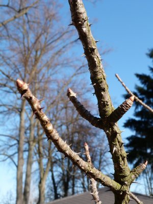 Kalopanax pictus - dlanitec pestrý - pupen